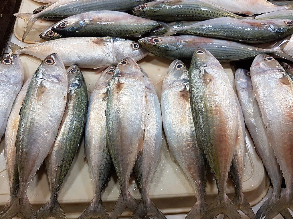 Rekomendasi Ikan Rendah Merkuri, Aman untuk Anak